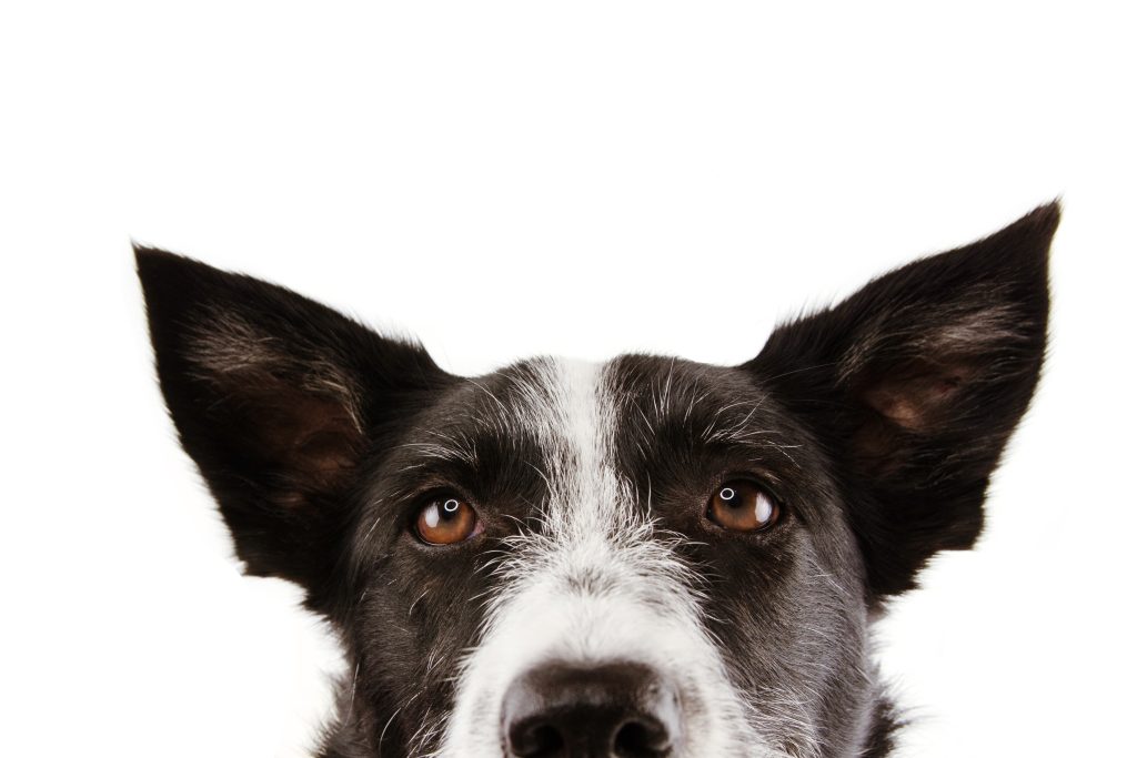 Hunde: Tieranwendungen – Die feinere Stimme für Ihr Tier